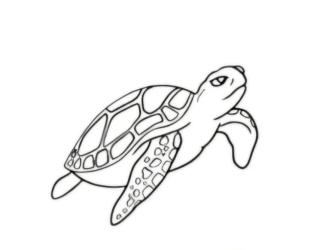 Tortuga linea fina